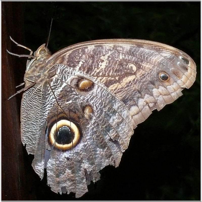 Unbekannter Schmetterling