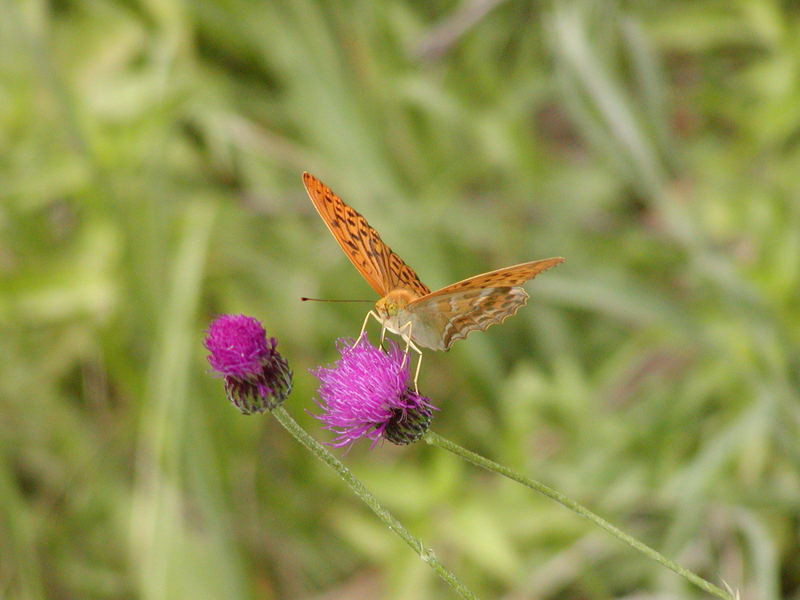 unbekannter Schmetterling