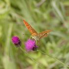 unbekannter Schmetterling