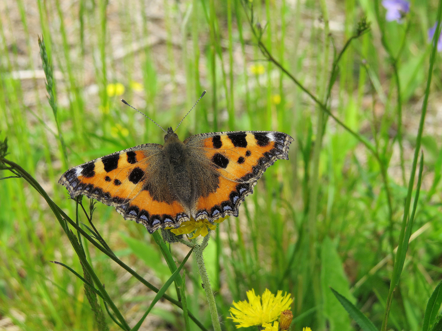 Unbekannter Schmetterling