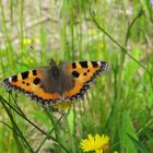 Unbekannter Schmetterling