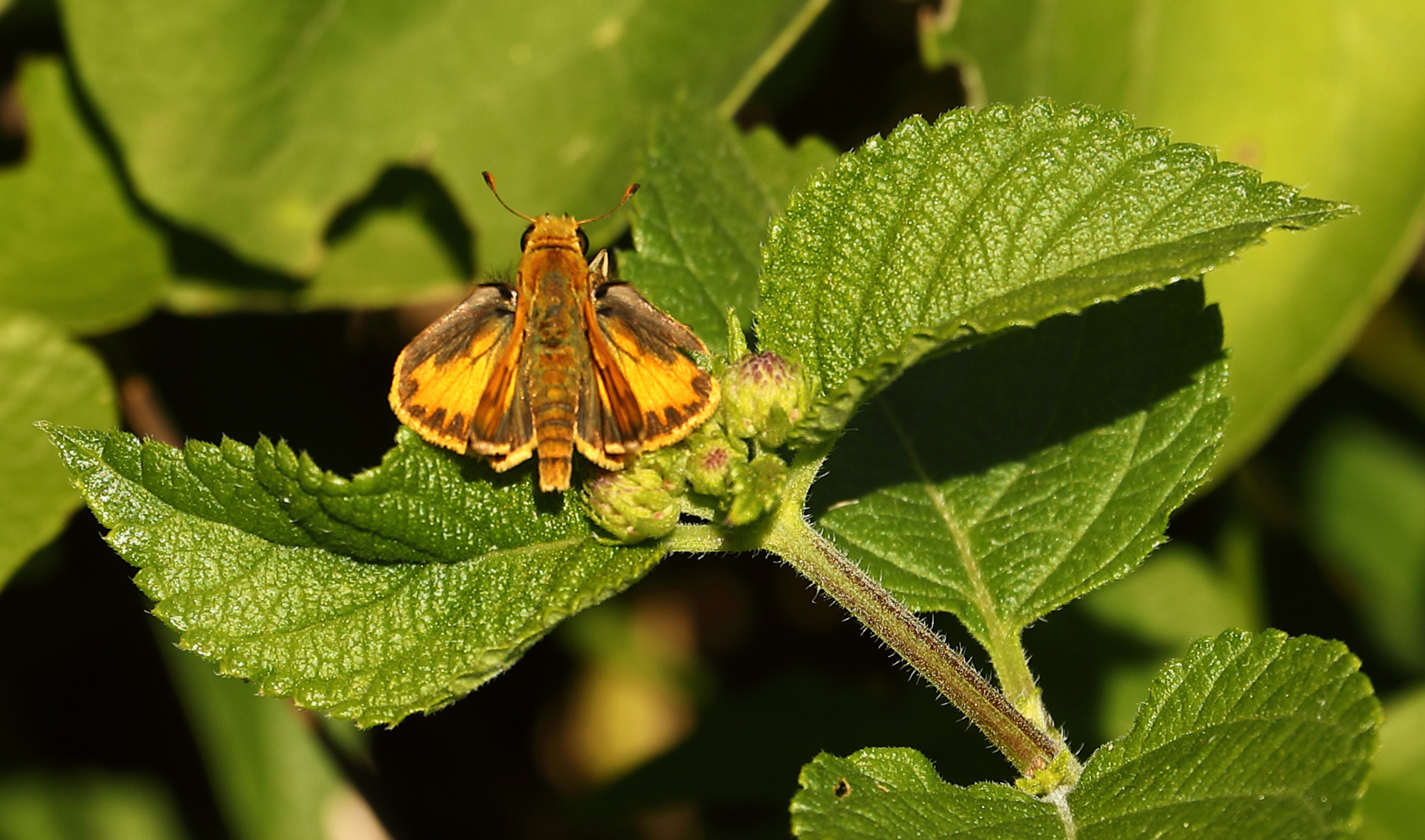 unbekannter Schmetterling