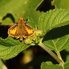 unbekannter Schmetterling