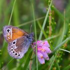 Unbekannter Schmetterling