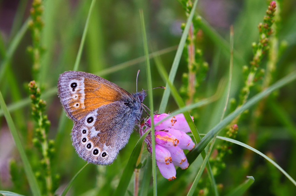 Unbekannter Schmetterling