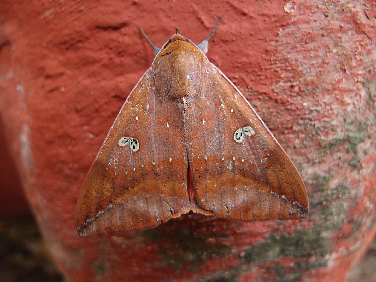 unbekannter Schmetterling