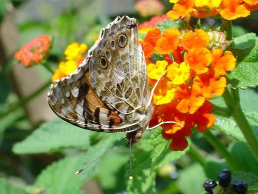 unbekannter Schmetterling auf Blüte