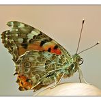 unbekannter Schmetterling auf der Hand