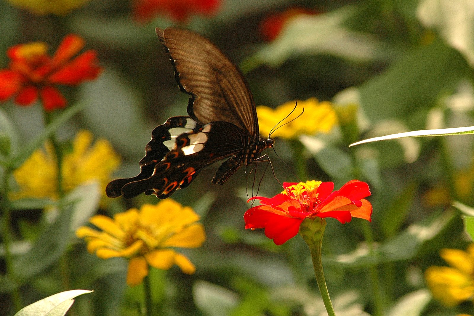 Unbekannter Schmetterling