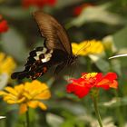 Unbekannter Schmetterling