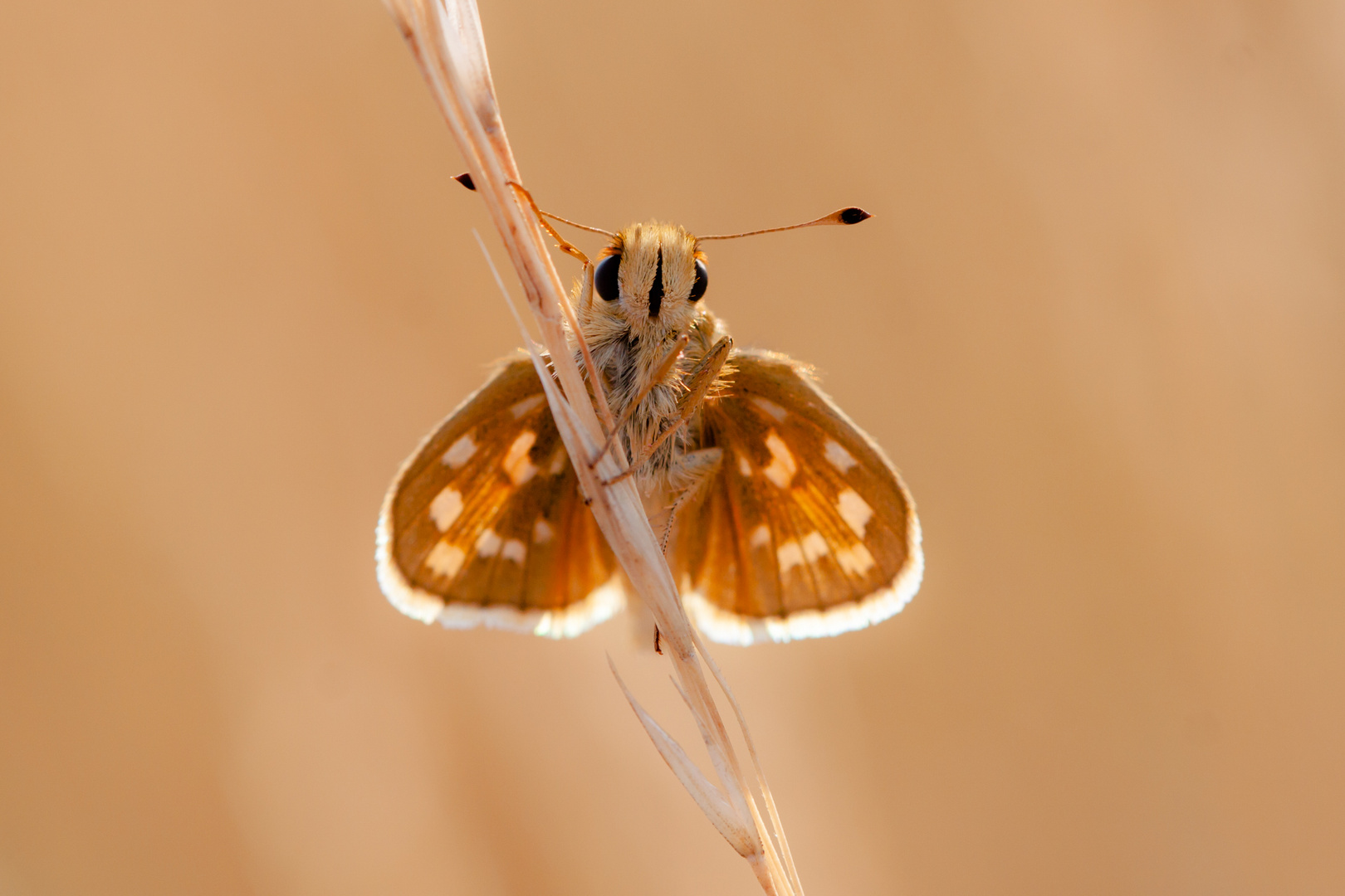 Unbekannter Schmetterling