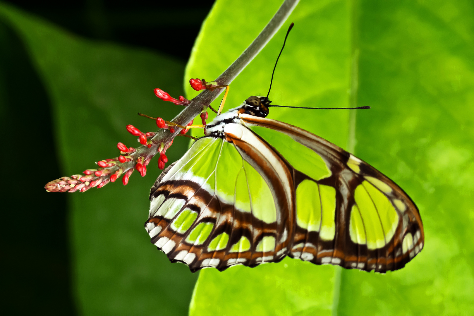 Unbekannter Schmetterling