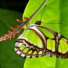 Unbekannter Schmetterling