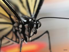 Unbekannter Schmetterling