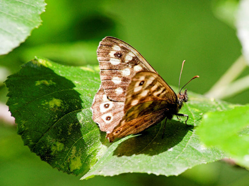 unbekannter Schmetterling