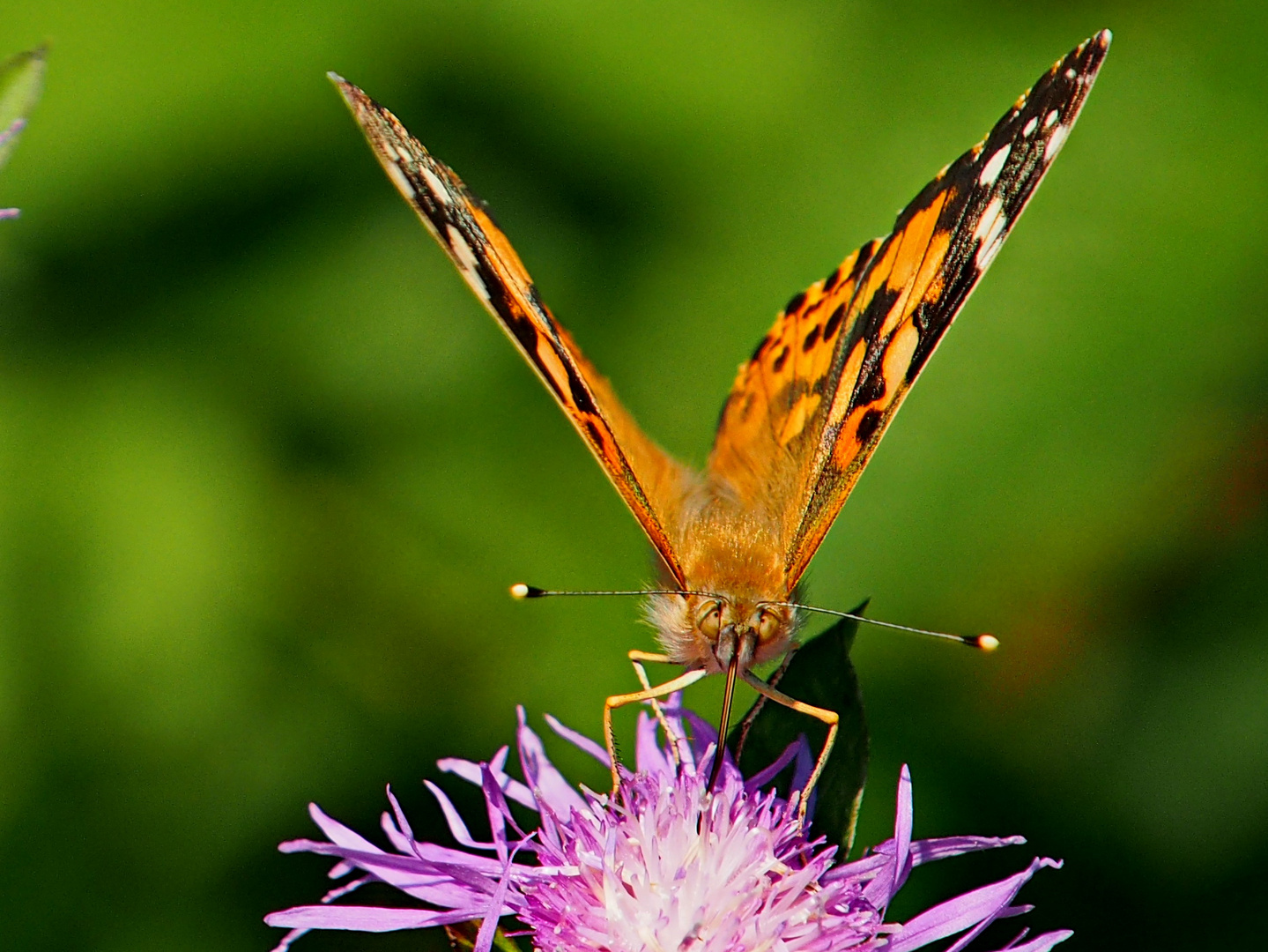 Unbekannter Schmetterling