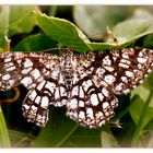 Unbekannter Schmetterling, ergänzt:Gitterspanner