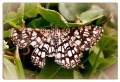 Unbekannter Schmetterling, ergänzt:Gitterspanner