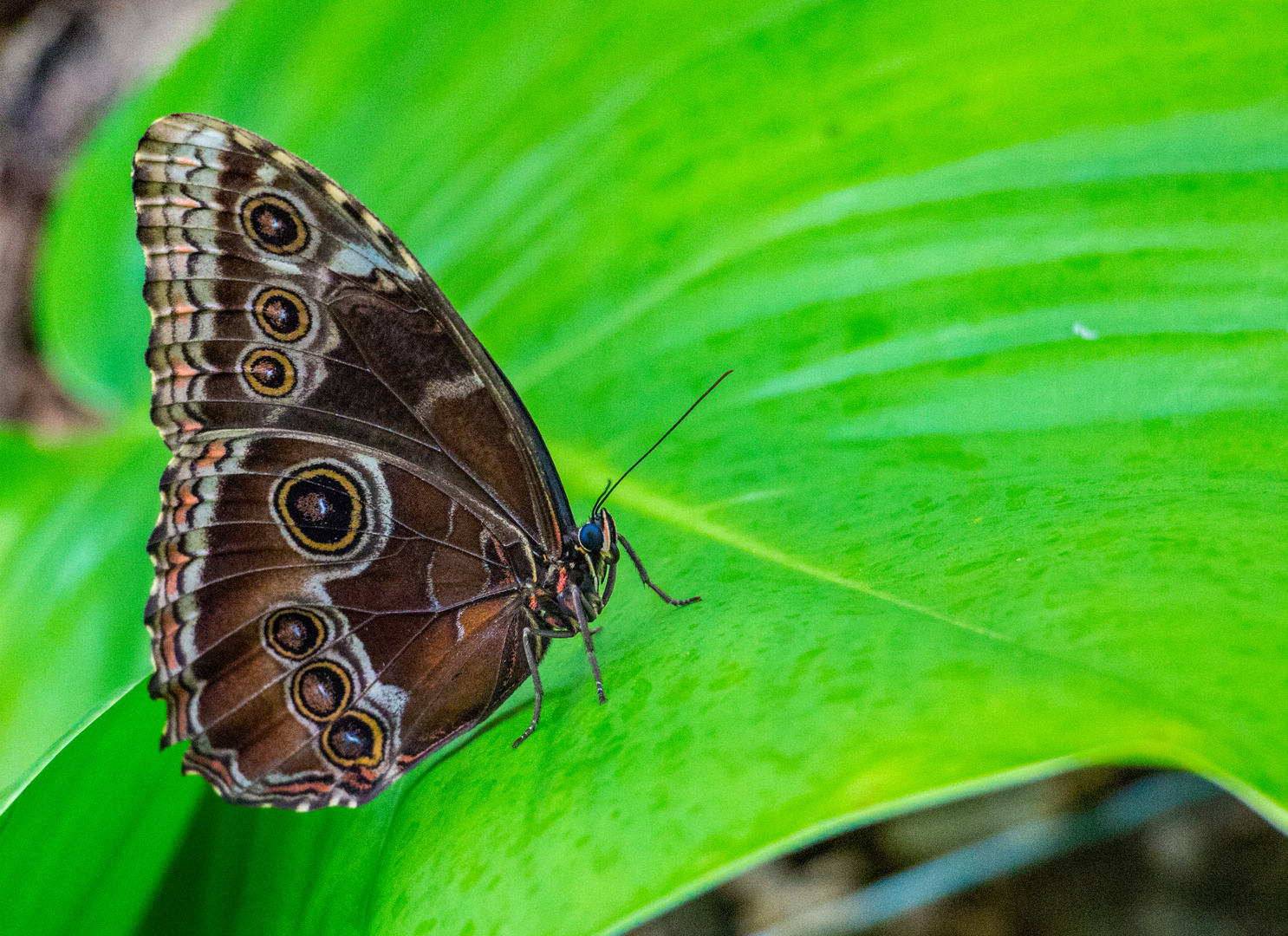 unbekannter Schmetterling