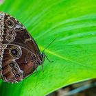 unbekannter Schmetterling