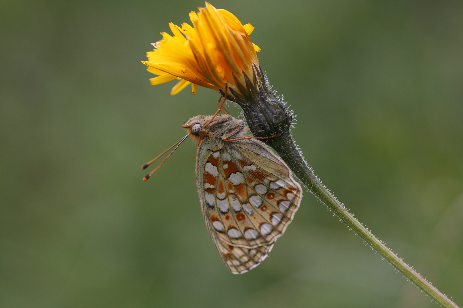 Unbekannter Schmetterling