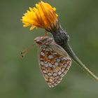 Unbekannter Schmetterling