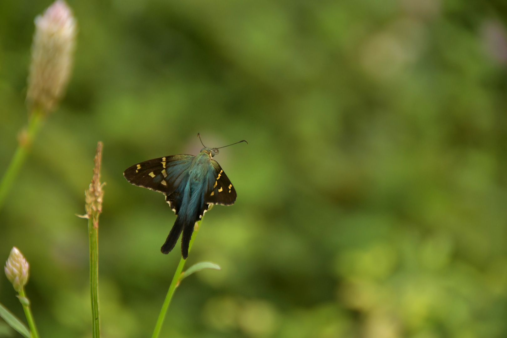 Unbekannter Schmetterling (Kuba)