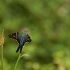 Unbekannter Schmetterling (Kuba)