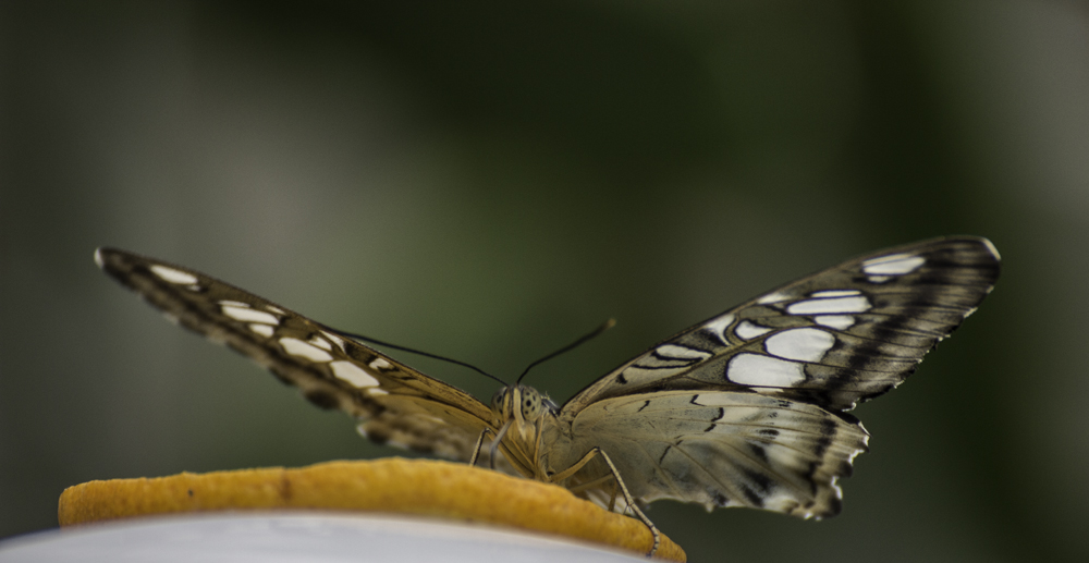 Unbekannter Schmetterling Nr.2