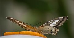 Unbekannter Schmetterling Nr.2