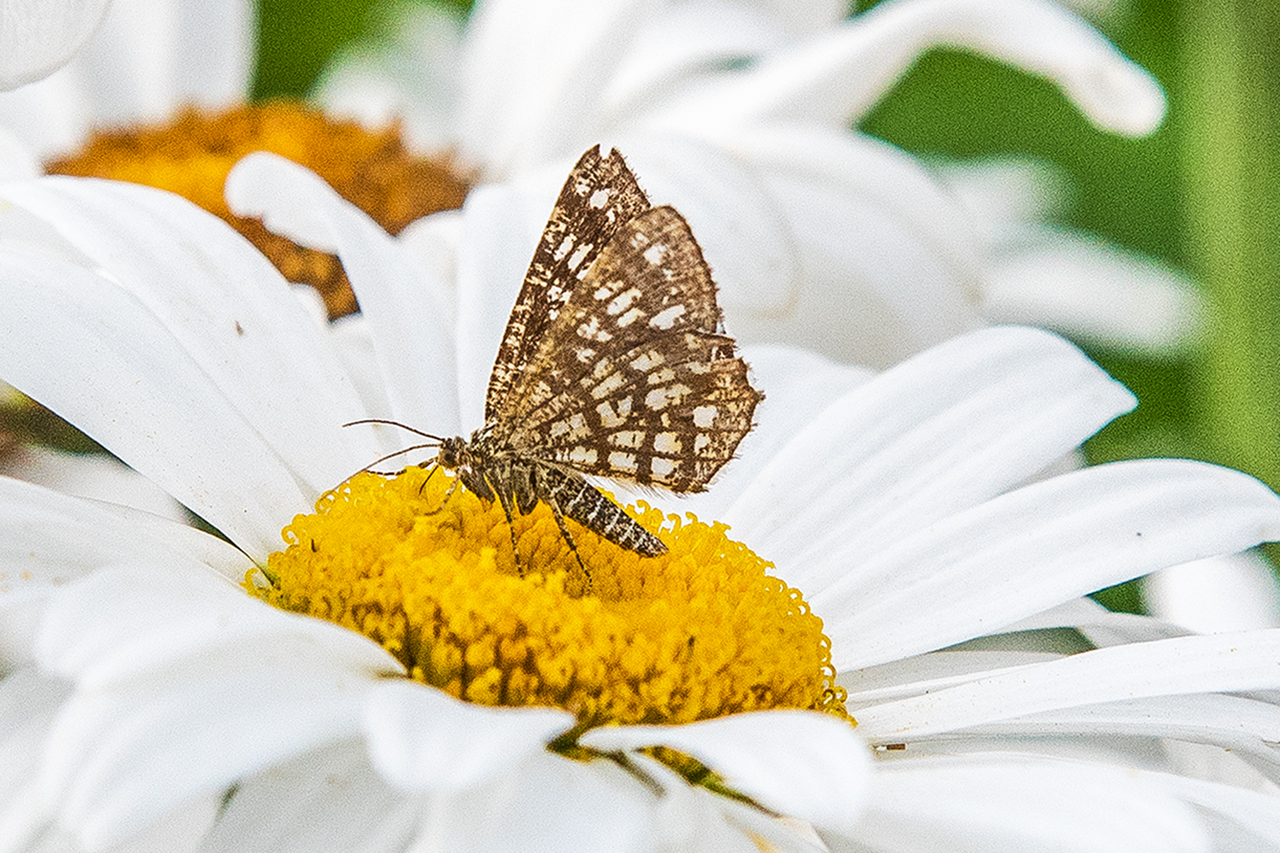 unbekannter Schmetterling - wer kennt ihn? Vorkommen bei uns selten, Größe ca. 2,5 cm