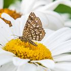 unbekannter Schmetterling - wer kennt ihn? Vorkommen bei uns selten, Größe ca. 2,5 cm