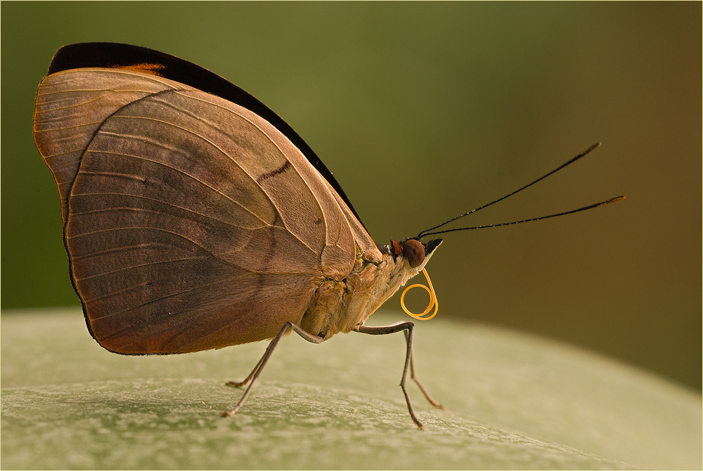 unbekannter Schmetterlinge