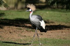 Unbekannter schöner Vogel