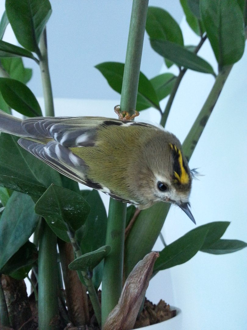 Unbekannter Singvogel