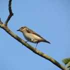 Unbekannter Singvogel in Ägypten. Dank Wulf von Graefe gelöst: Weibliches Braunkehlchen im Prachtkle