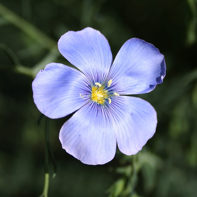 Unbekannter traum in blau...