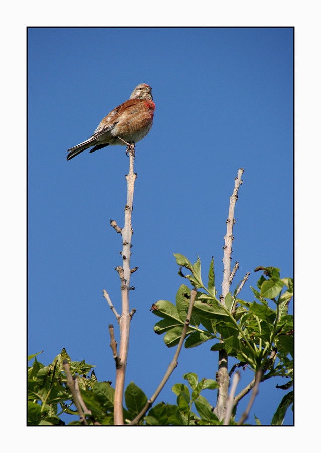 Unbekannter Vogel...