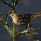 Unbekannter Vogel