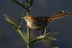 Unbekannter Vogel