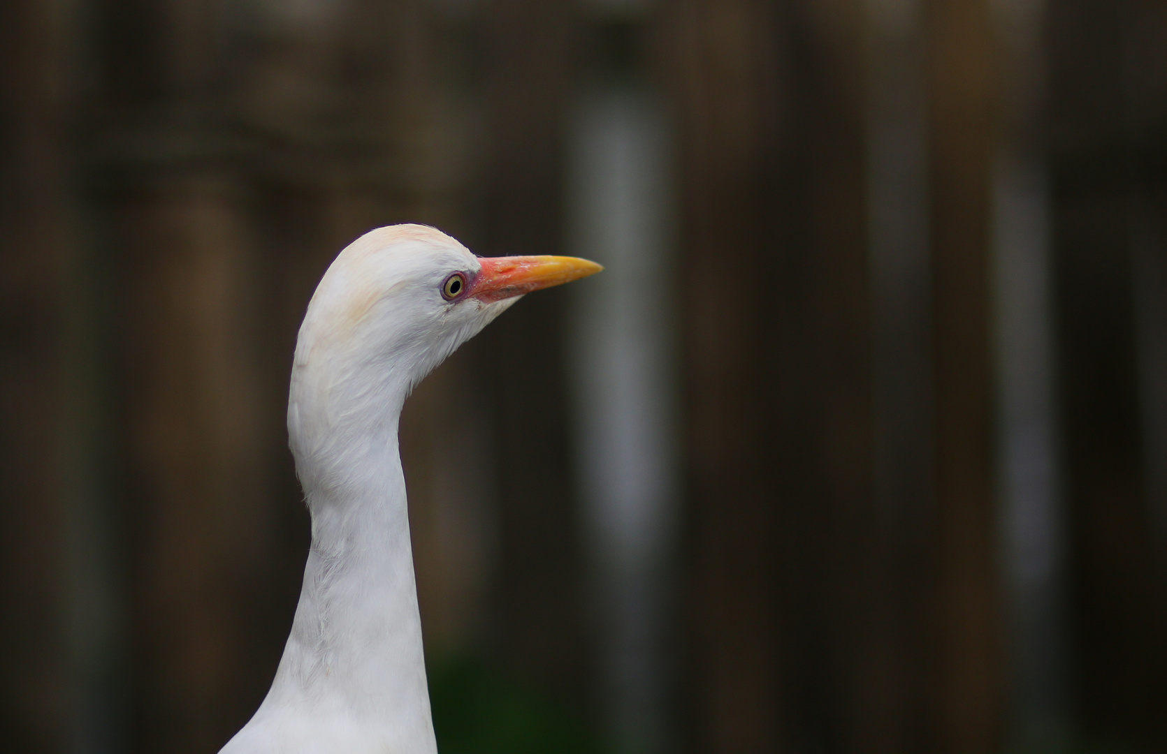 Unbekannter Vogel