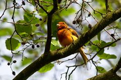 Unbekannter Vogel 3