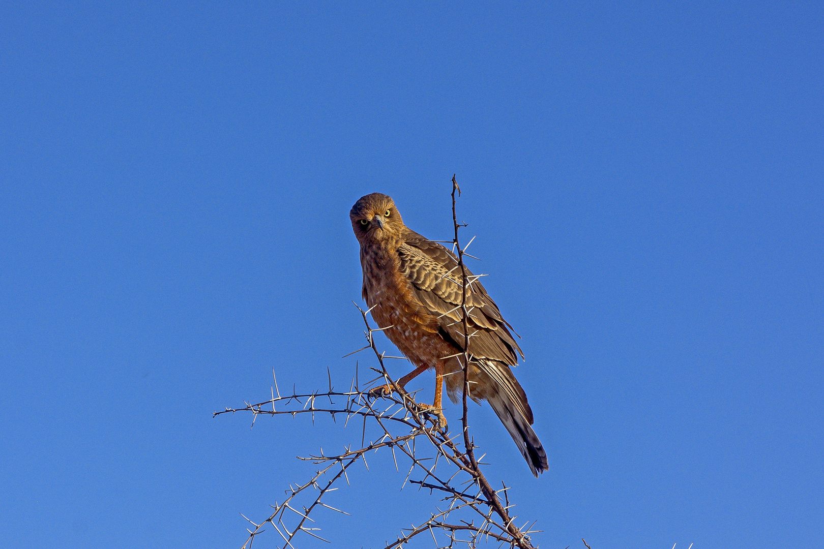 Unbekannter Vogel