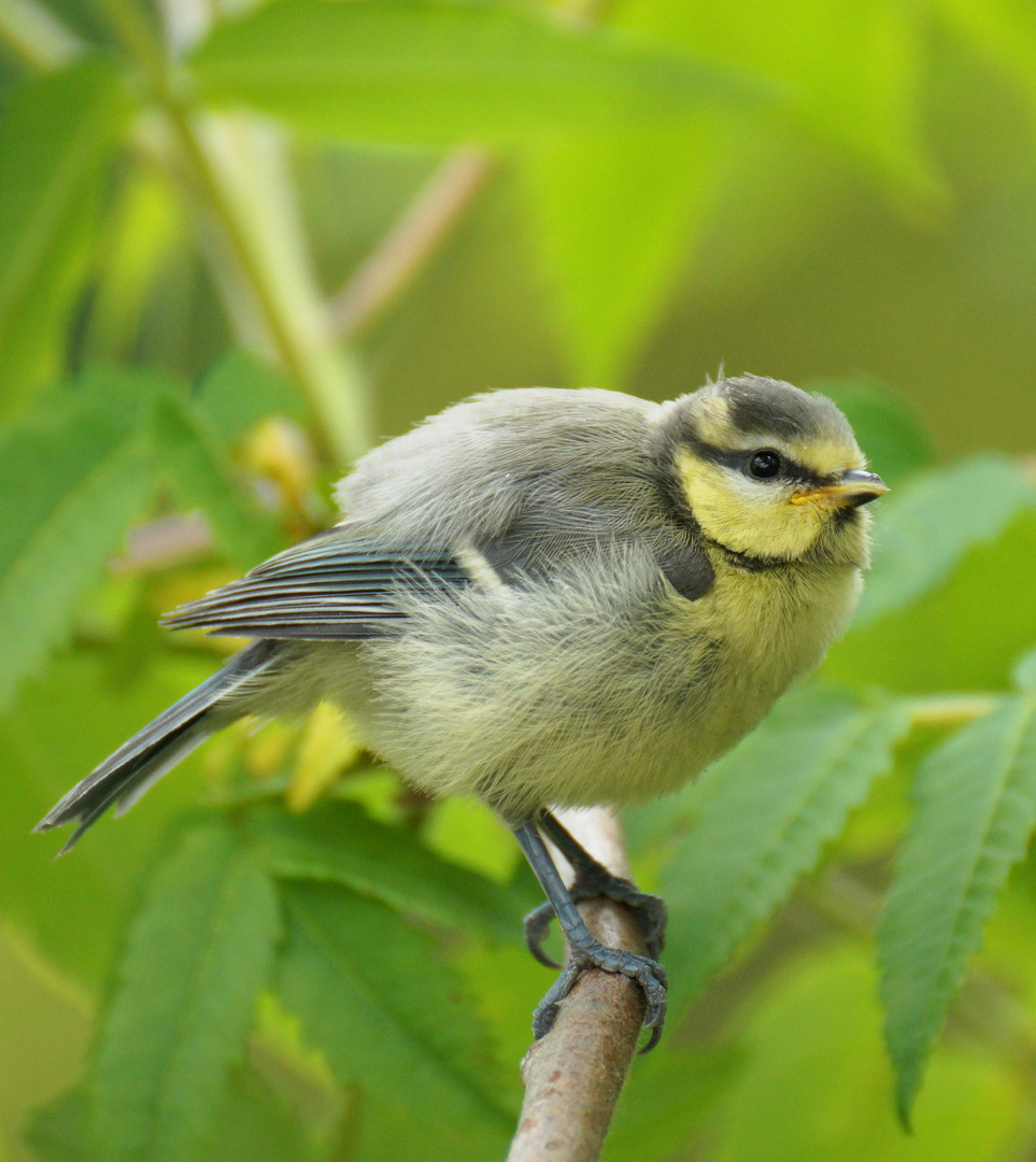 unbekannter Vogel