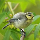 unbekannter Vogel