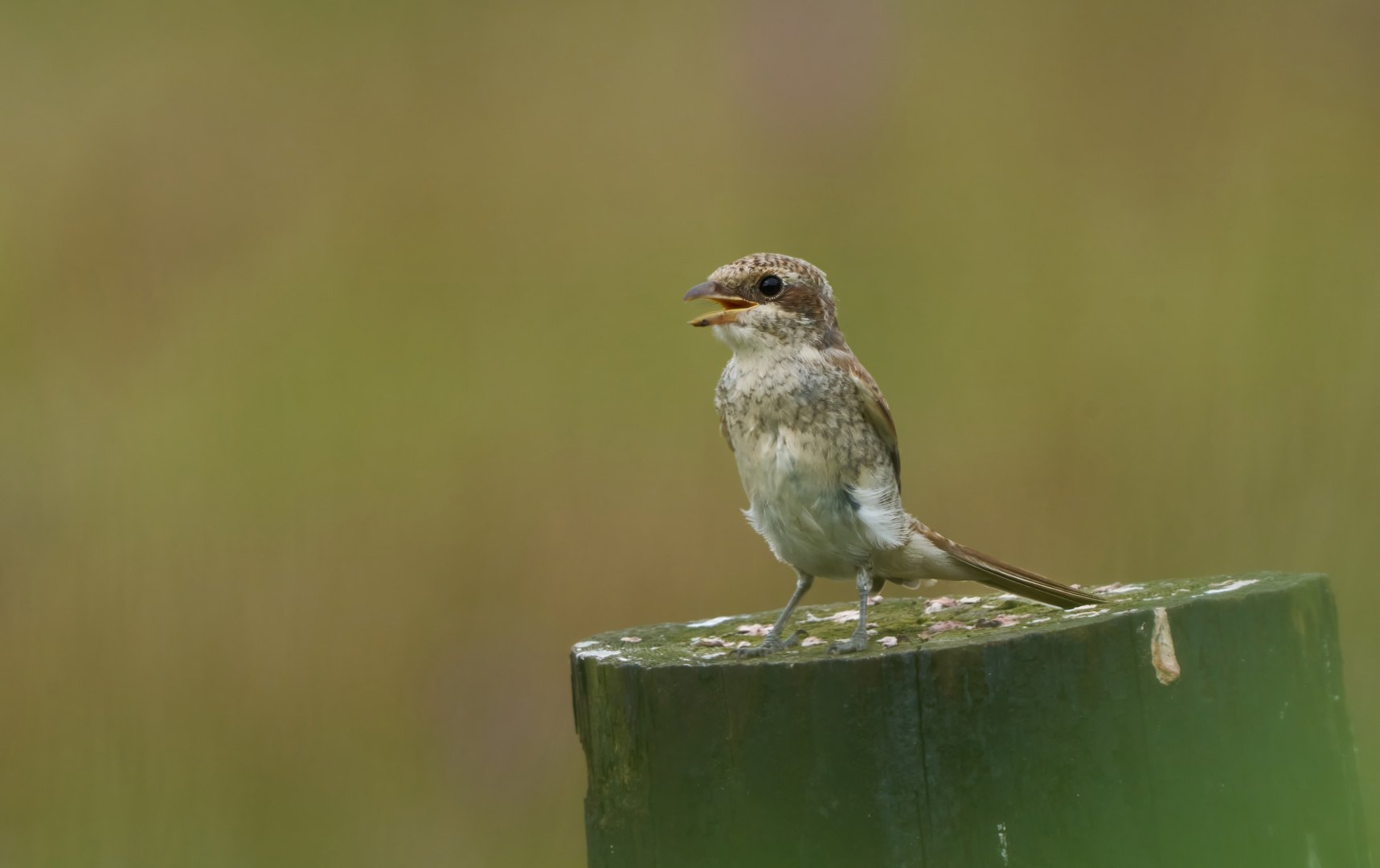 Unbekannter Vogel