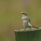 Unbekannter Vogel