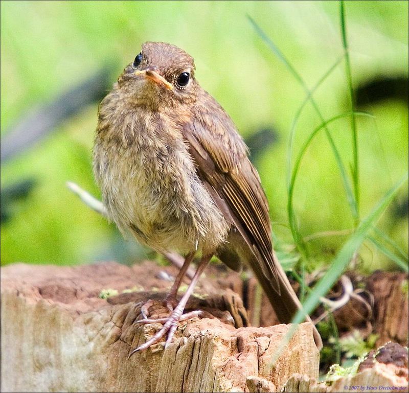 Unbekannter Vogel