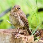 Unbekannter Vogel