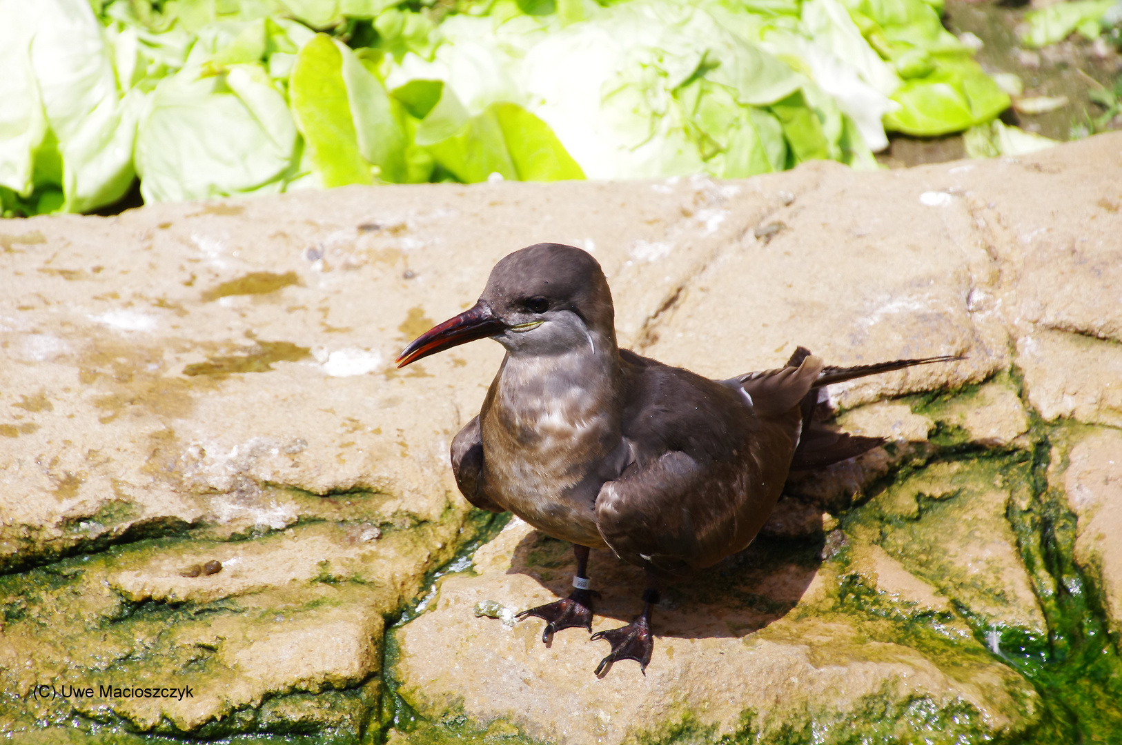 Unbekannter Vogel